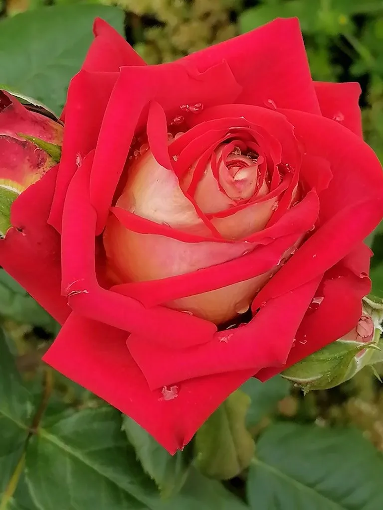 Чайная беседка