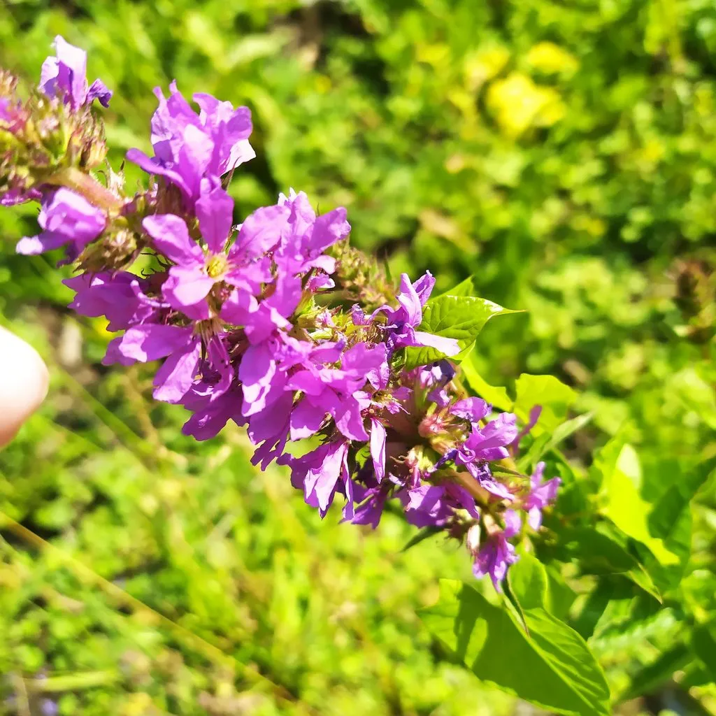 Чайная беседка