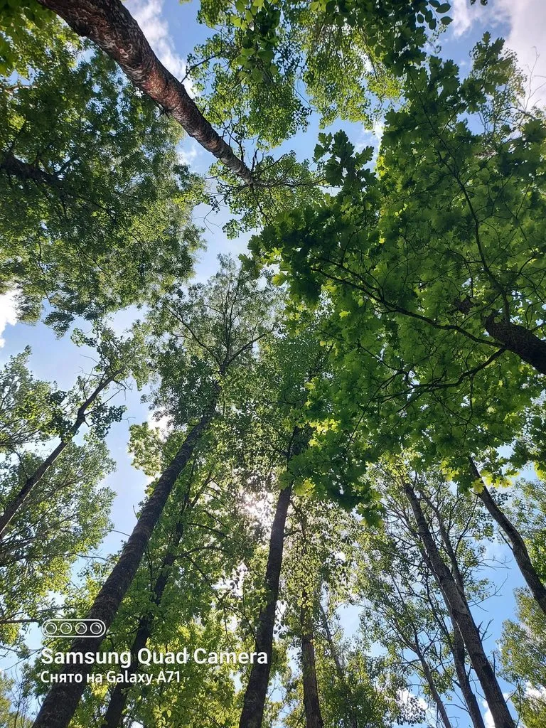 Чайная беседка