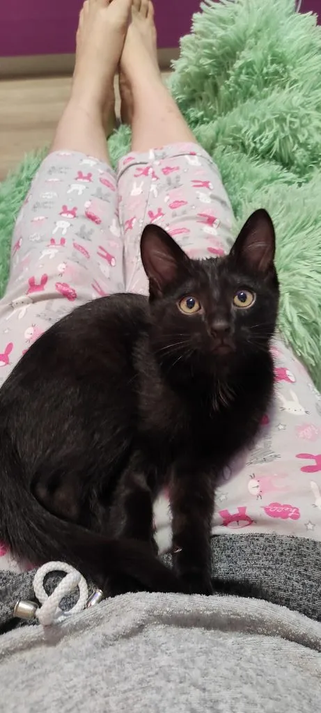 Tapтaлeтки & Ко