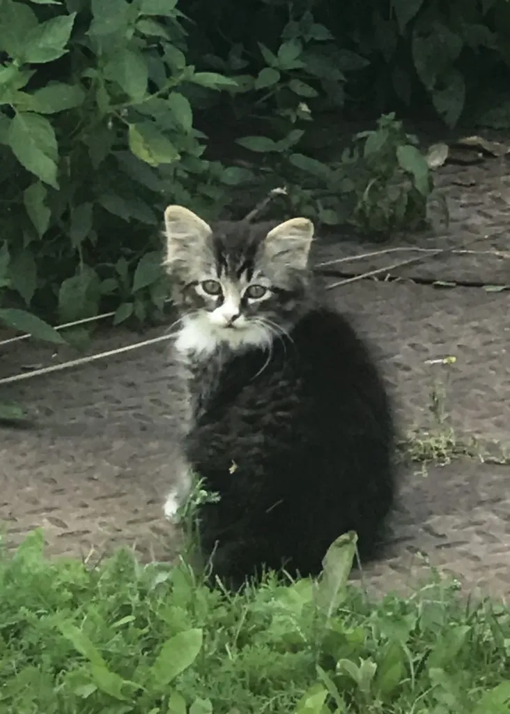 Помогите найти котятам дом!