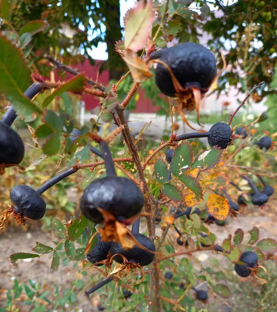 Флора