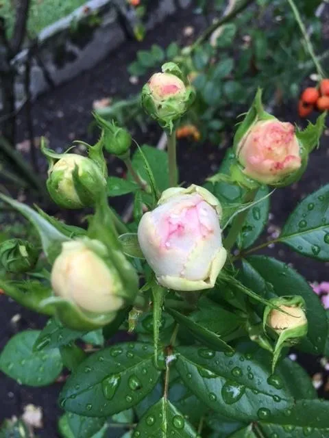 Чайная беседка