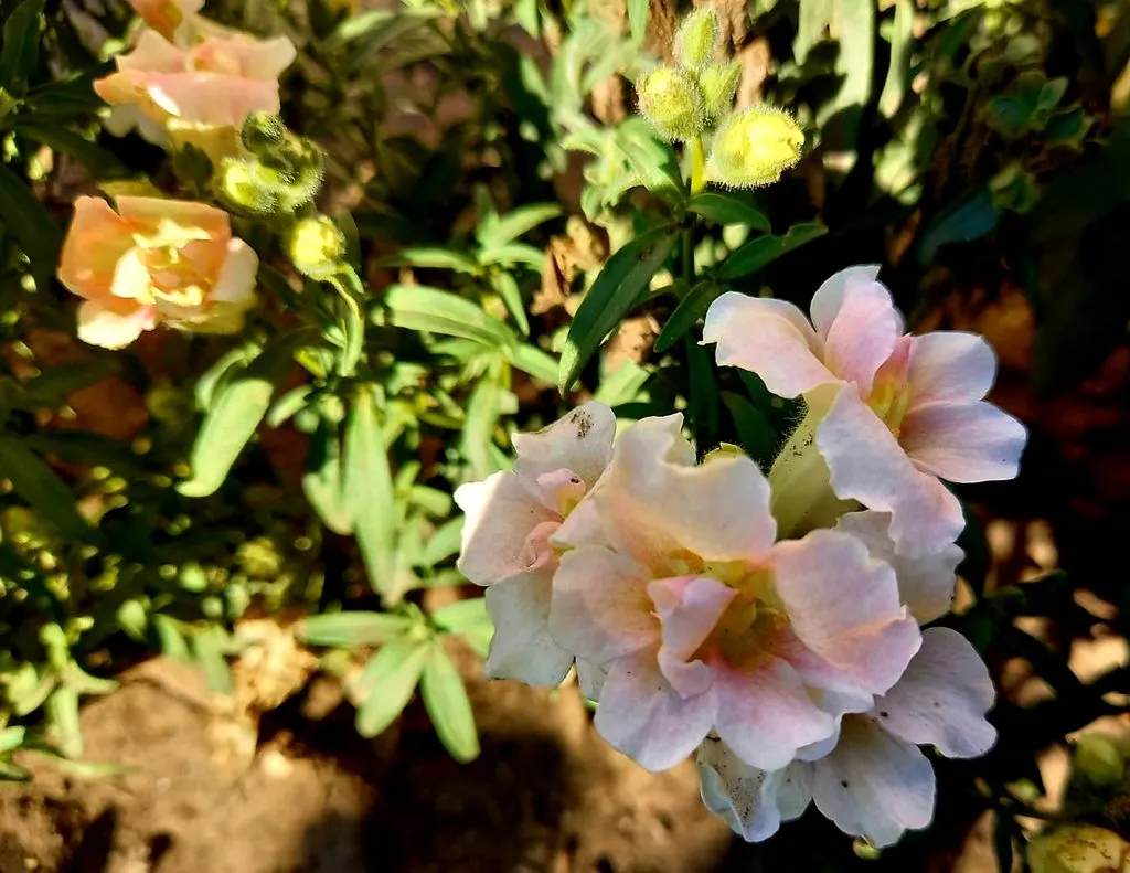 Чайная беседка