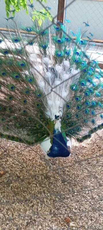 Чайная беседка