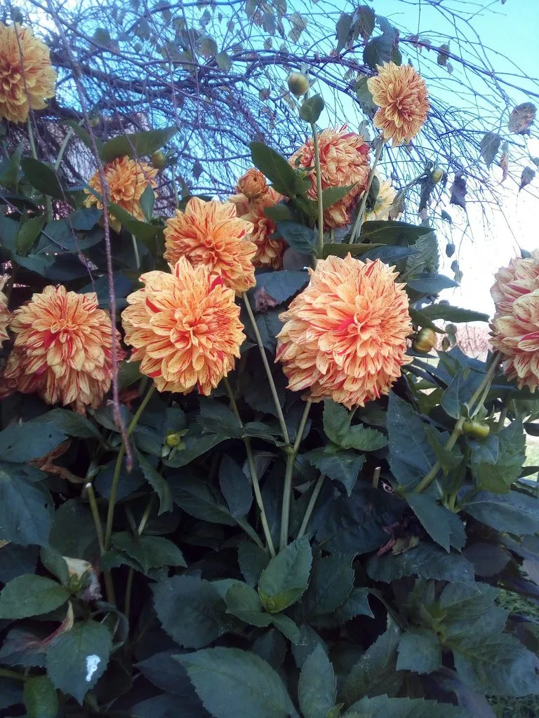 Чайная беседка