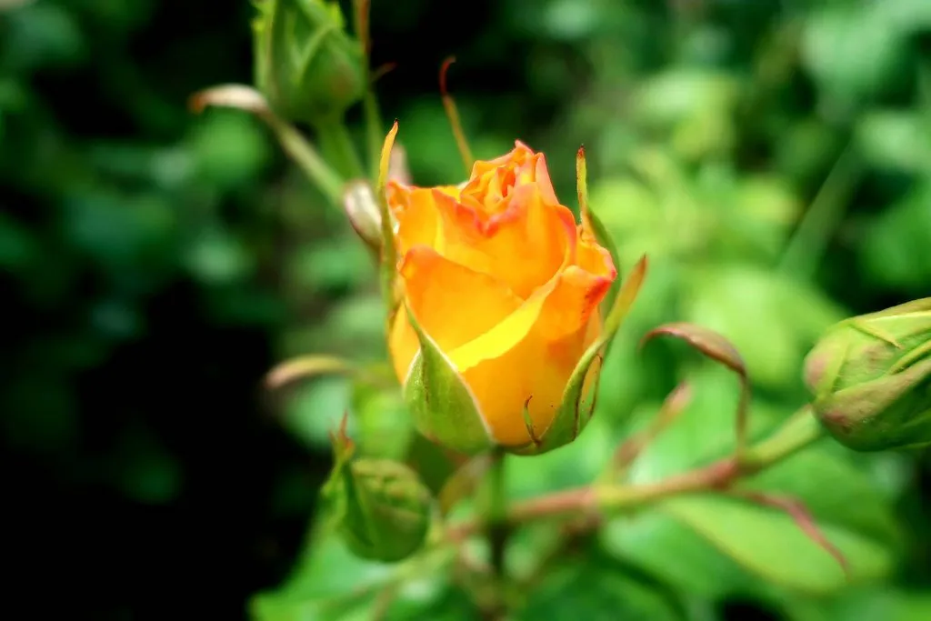 Чайная беседка