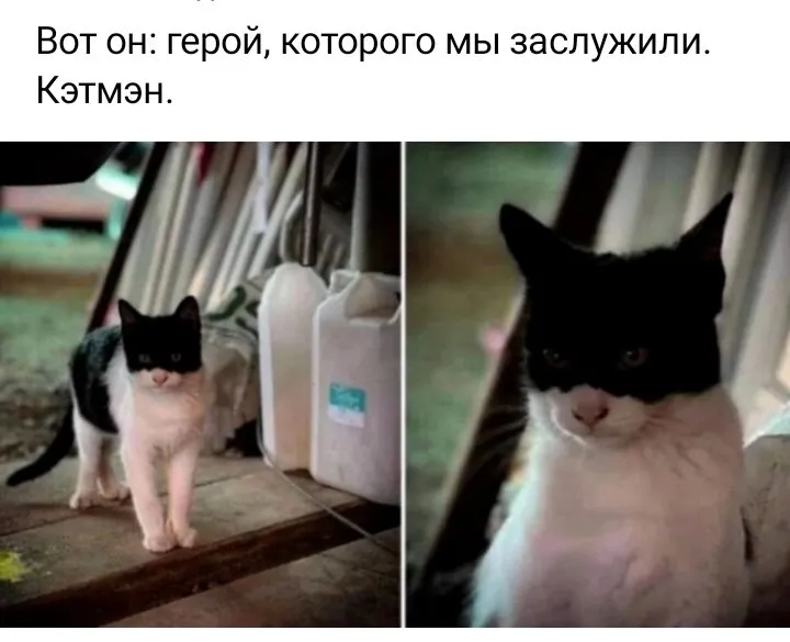 Кошичкина полиция