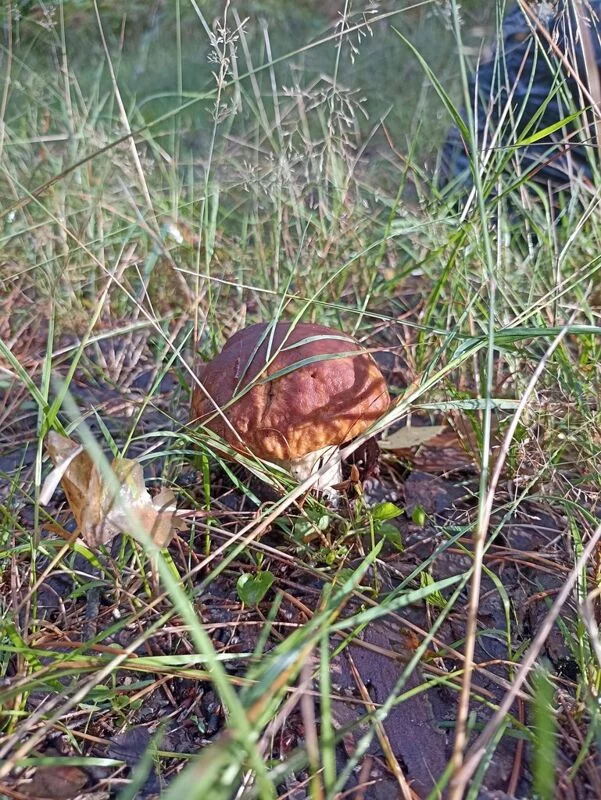 Фотонастроение