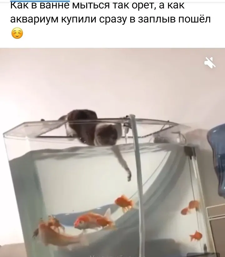 Кошичкина полиция