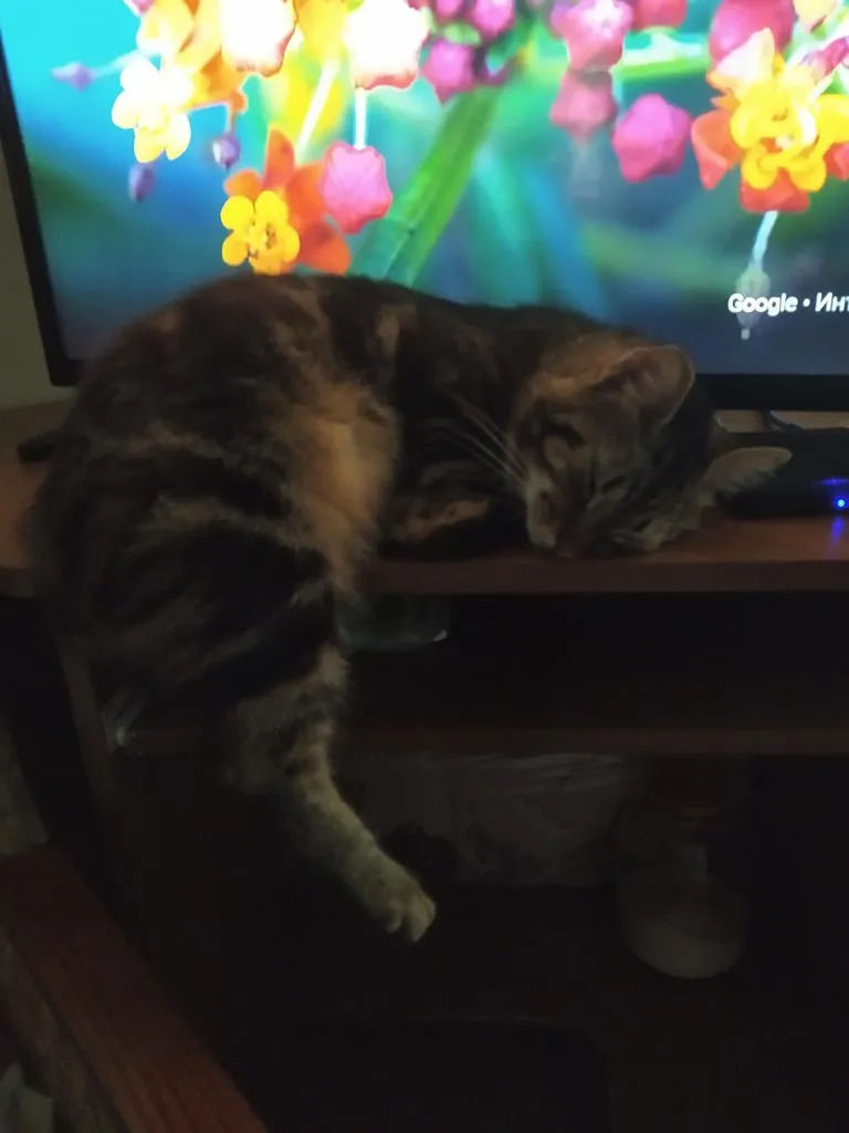 Чайная беседка