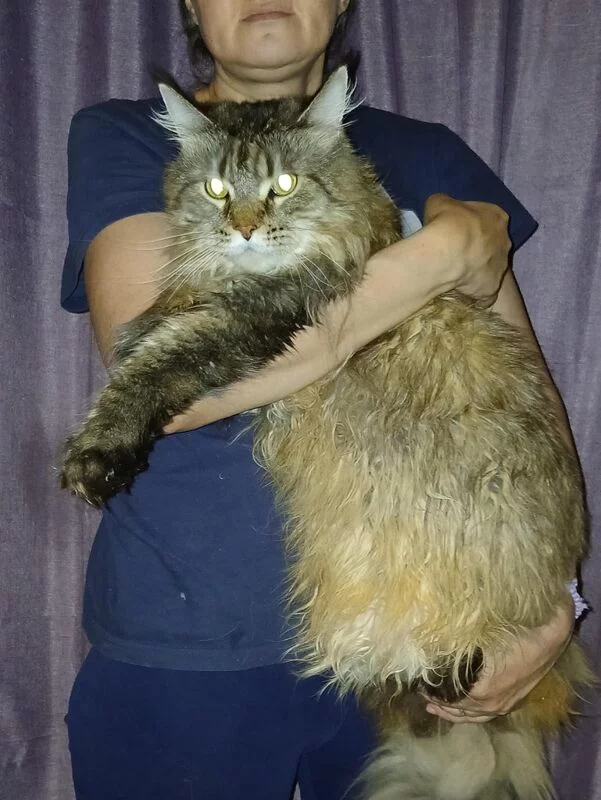 Tapтaлeтки & Ко