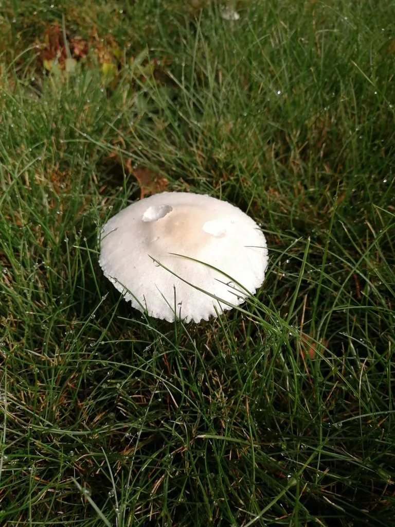 Чайная беседка