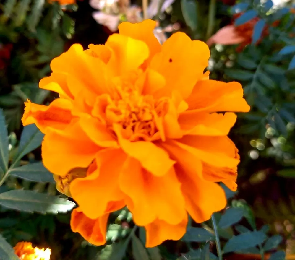 Чайная беседка