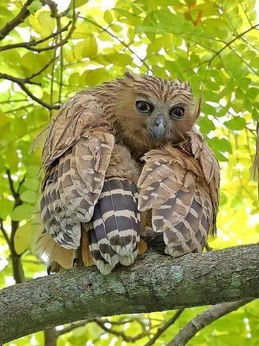 Эти забавные животные