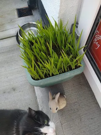 Кафе «У пани Сони»