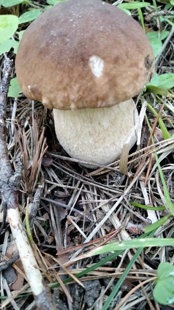 По грибы с лукошком
