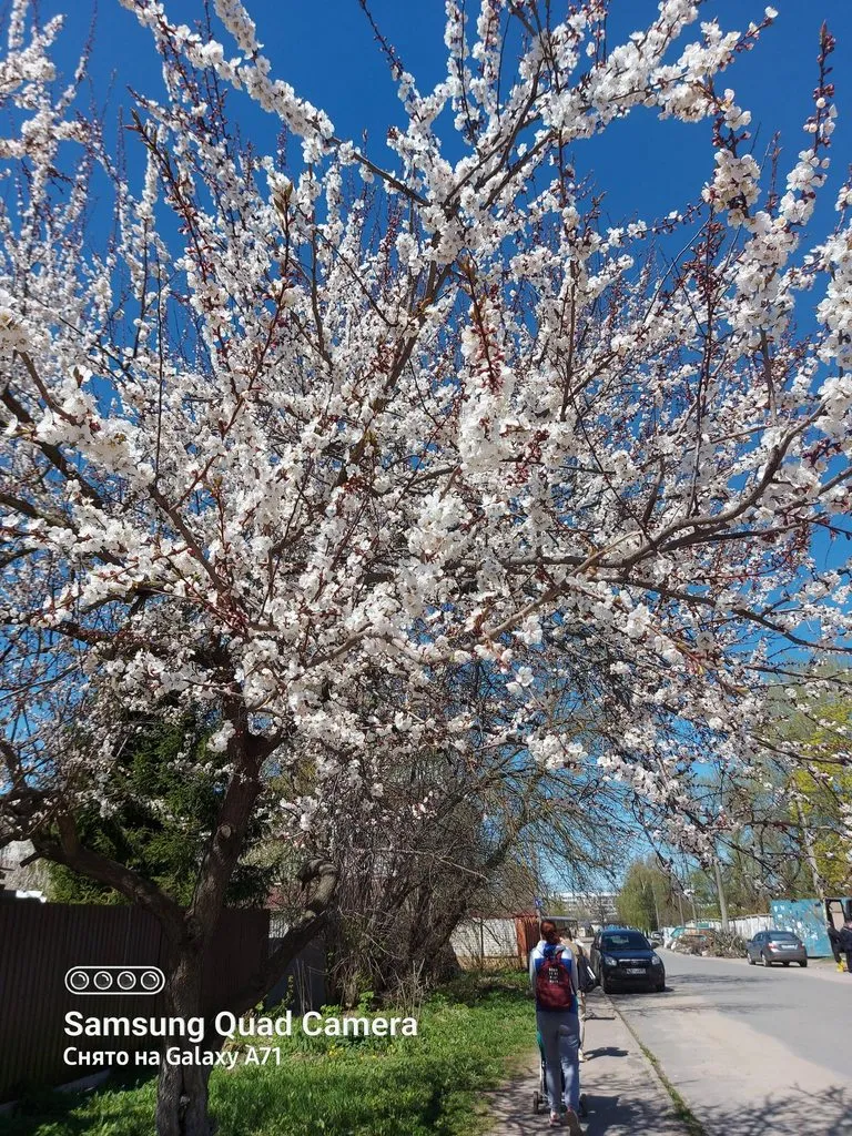 Чайная беседка