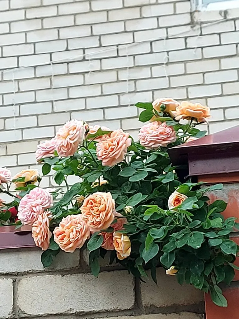 Чайная беседка