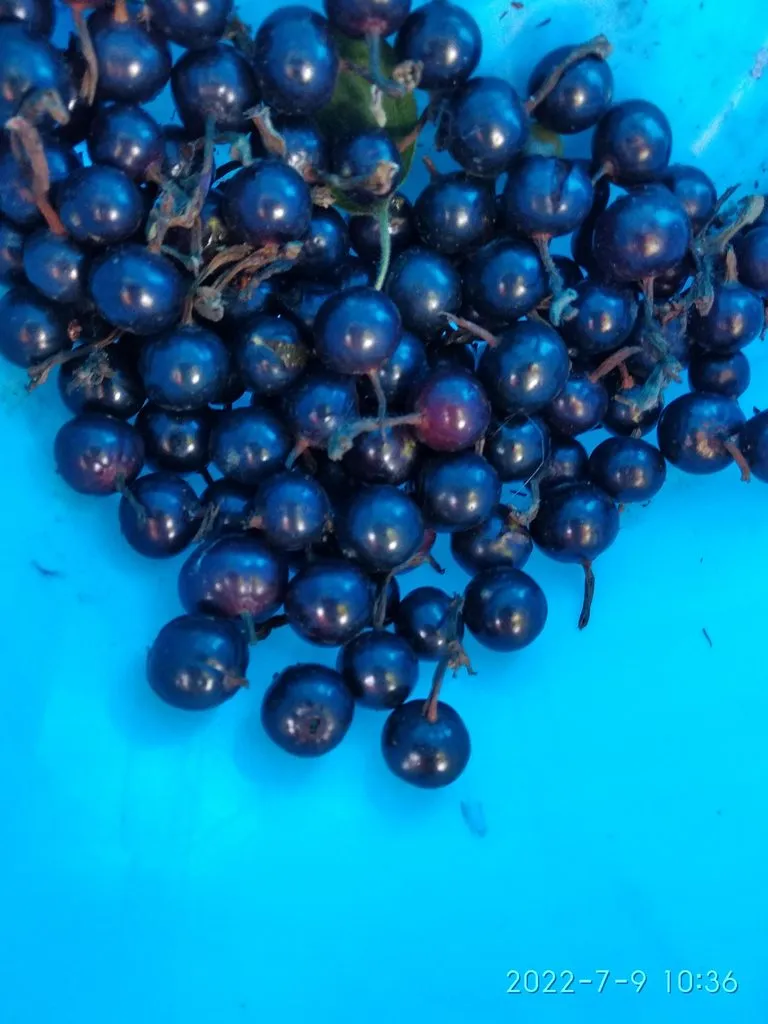 Чайная беседка