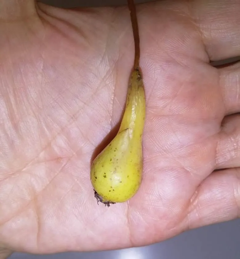 Чайная беседка