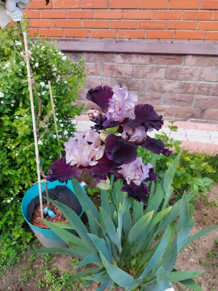 Флора