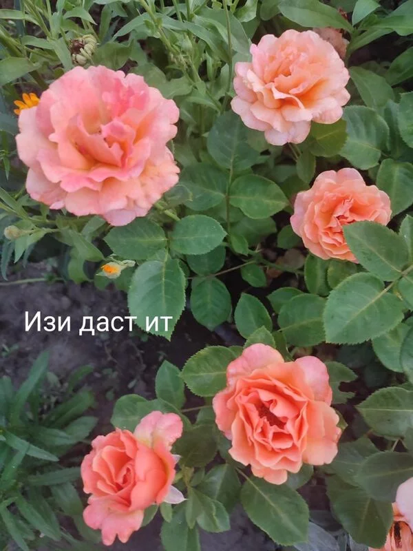 Загородная жизнь - обустройство на своей земле во всем ее разнообразии