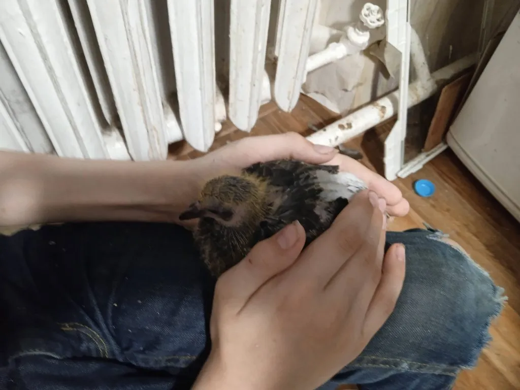 Чайная беседка