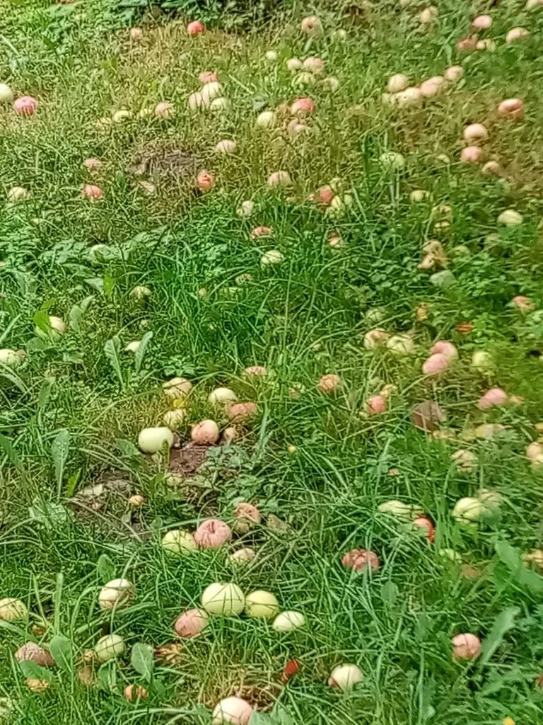 Tapтaлeтки & Ко