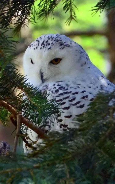Эти забавные животные