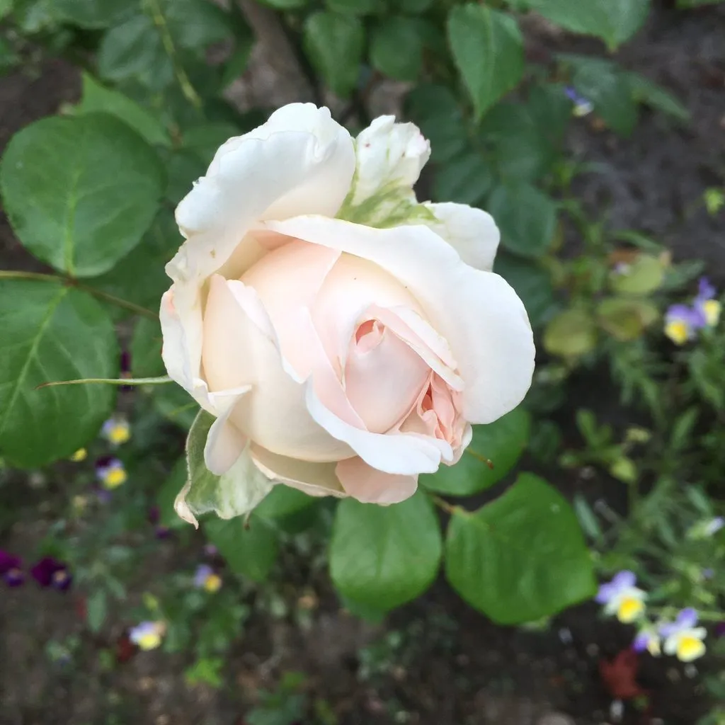 Чайная беседка