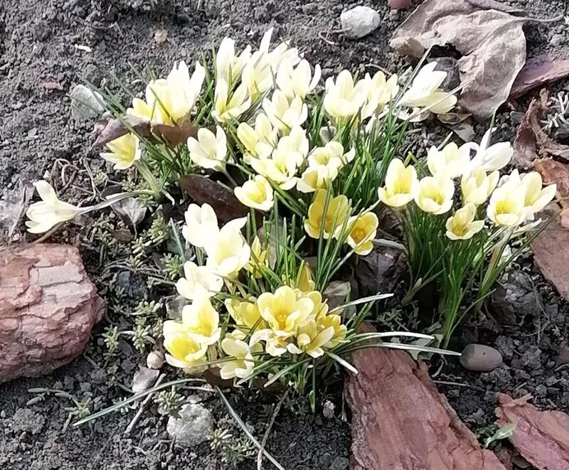 Чайная беседка