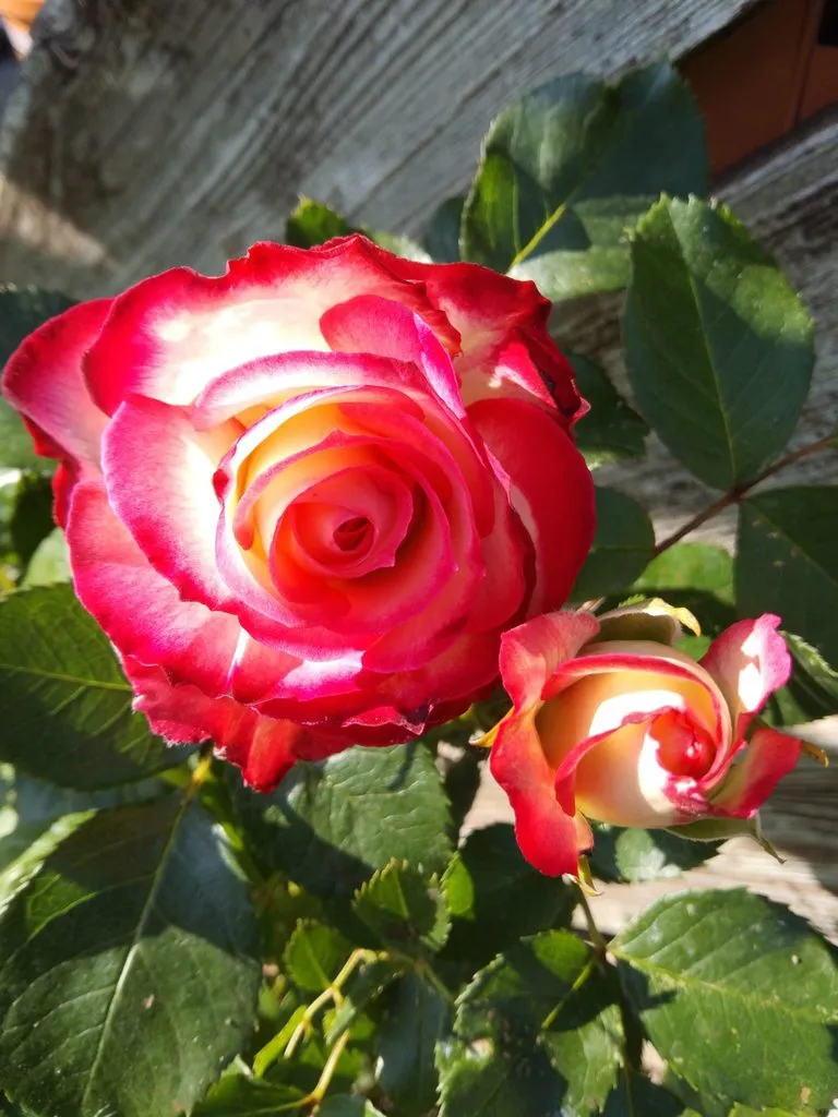 Чайная беседка