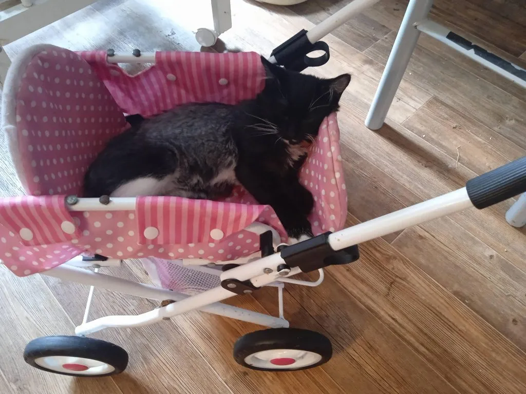 Помогите найти котятам дом!