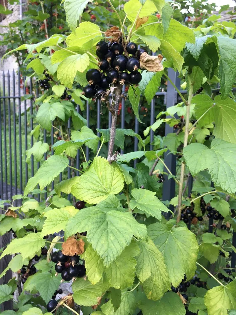 Чайная беседка