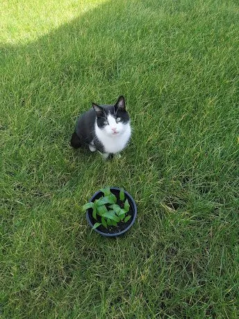 Кафе «У пани Сони»