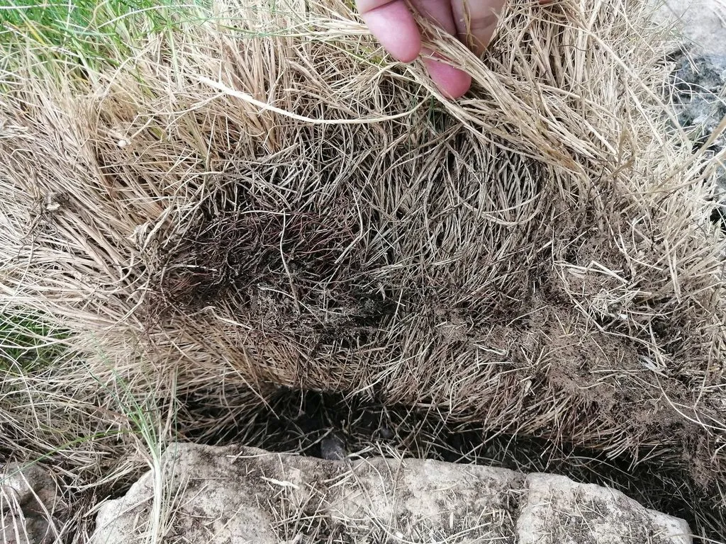 Чайная беседка