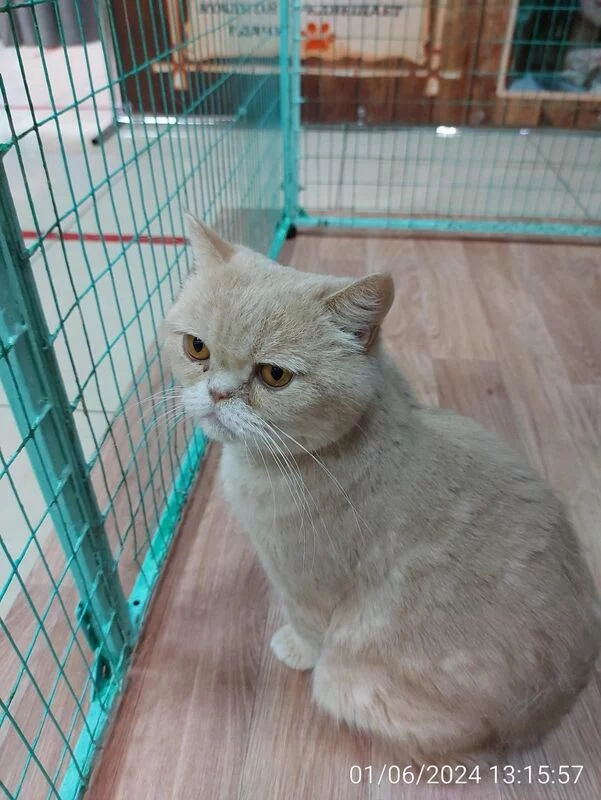 Чайная беседка