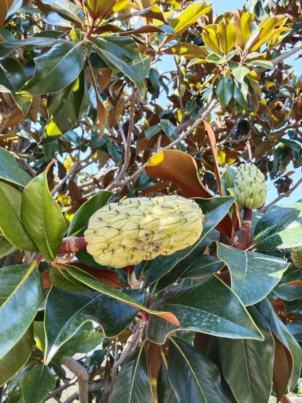 Фотонастроение