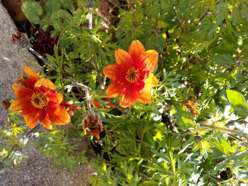 Чайная беседка