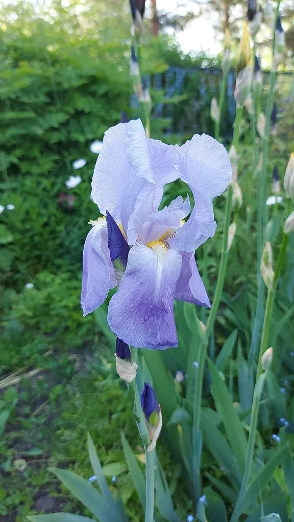 Чайная беседка