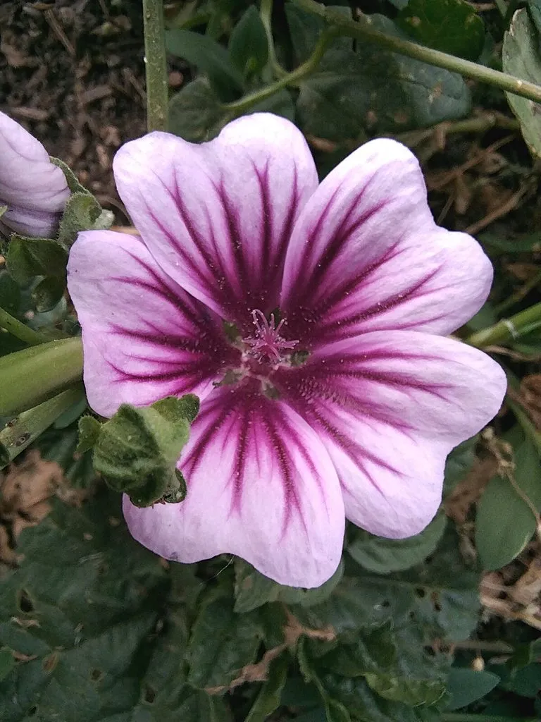 Чайная беседка