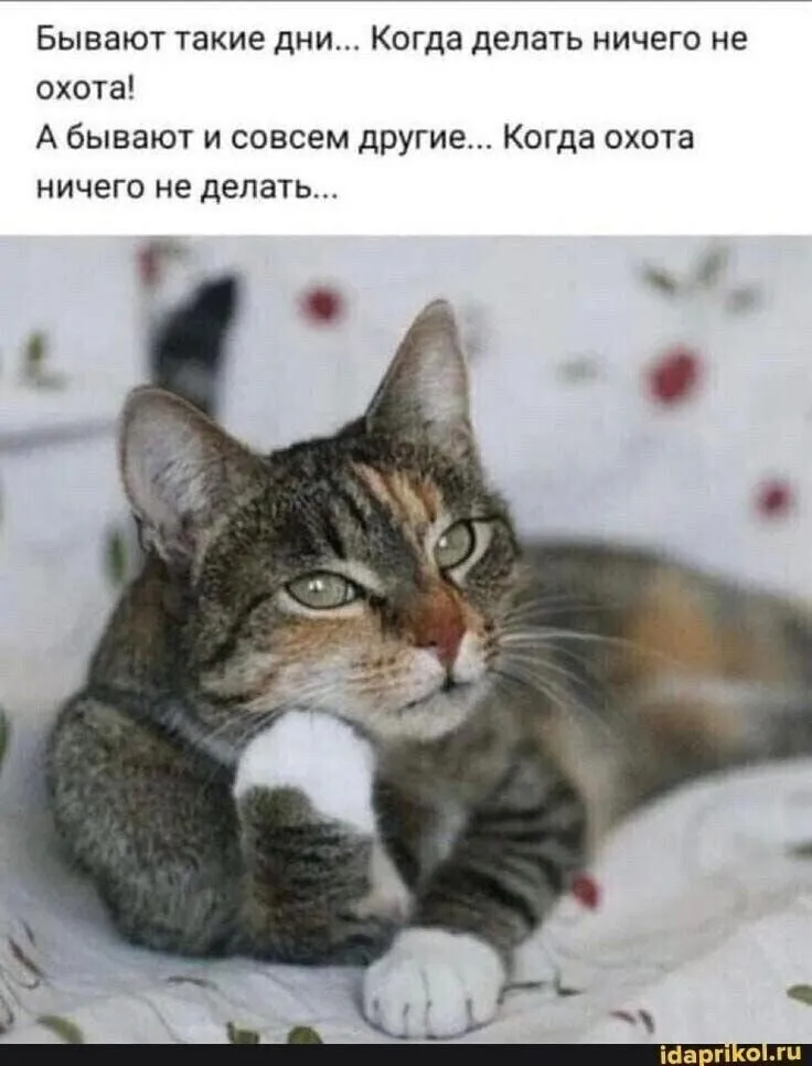 Tapтaлeтки & Ко