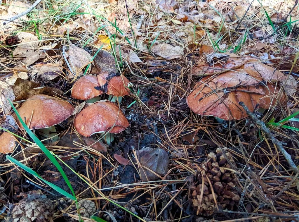 По грибы с лукошком