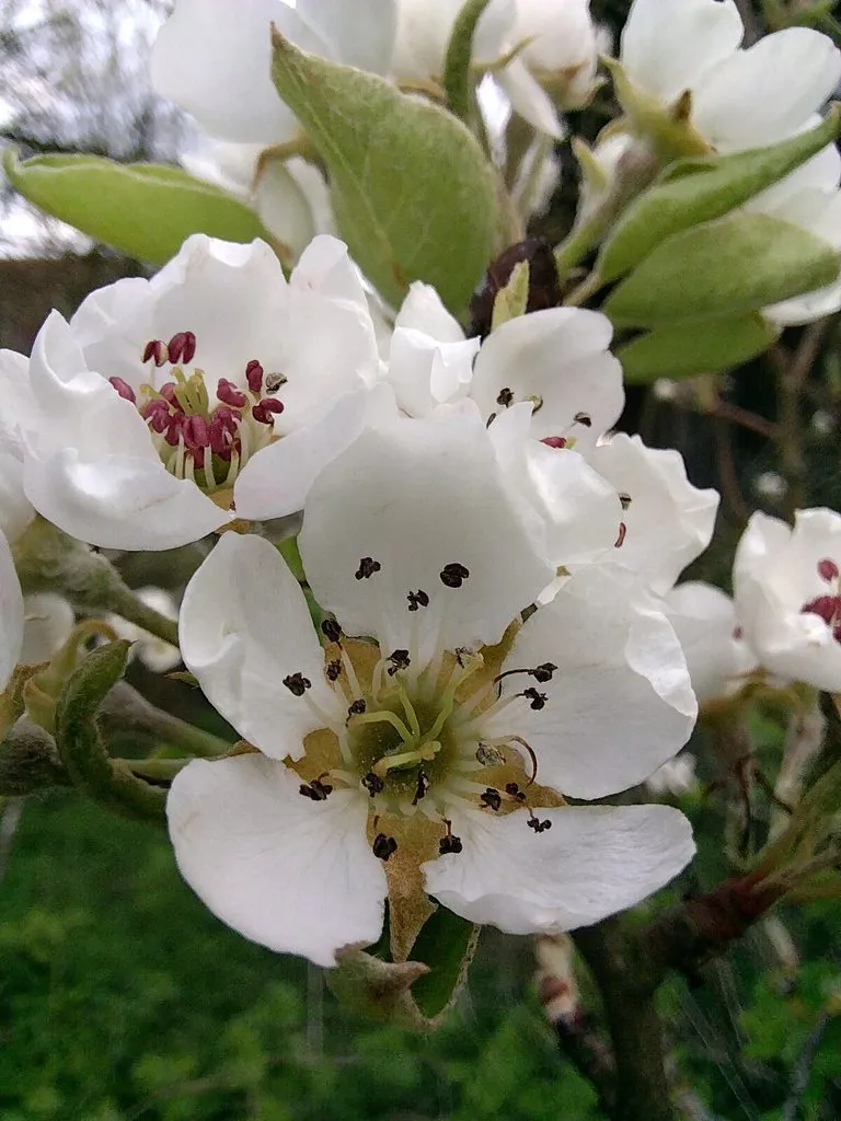 Чайная беседка