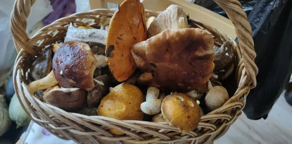 По грибы с лукошком