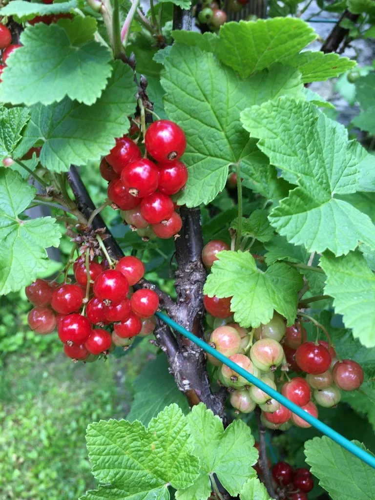 Чайная беседка