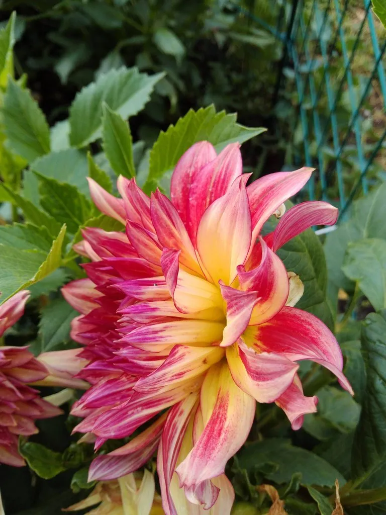 Чайная беседка