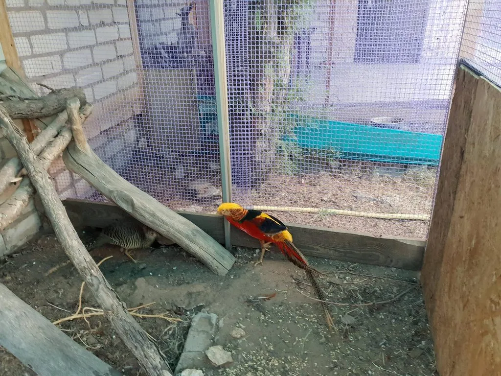 Чайная беседка