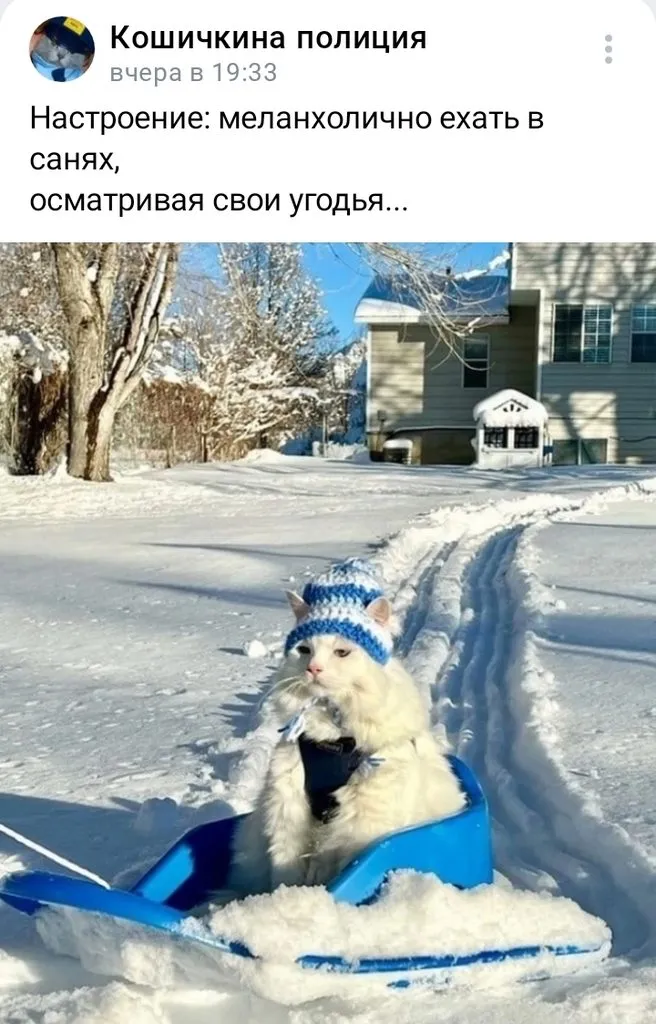 Кошичкина полиция